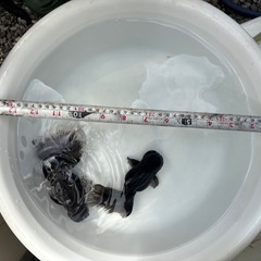 決まりました。金魚ローズテール2匹の画像