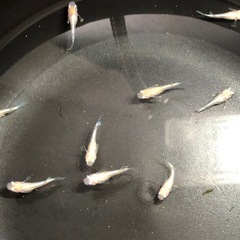 🧚エンゼルダルマめだか＊幼魚・若魚　10匹の画像