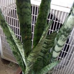サンスベリアの画像