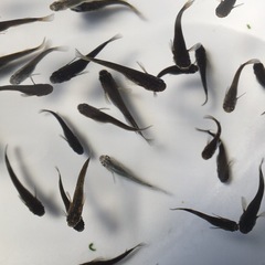 メダカオランジェめだか稚魚の画像
