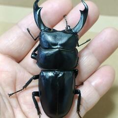 シェンクリングオオクワガタ+他の画像