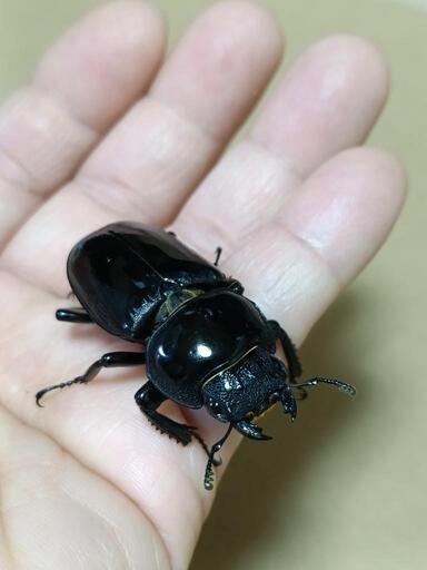 「商談中」シェンクリングオオクワガタ+他