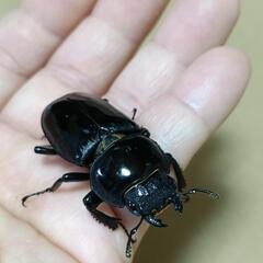 シェンクリングオオクワガタ+他の画像