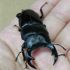 シェンクリングオオクワガタ+他の画像