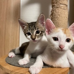 オス　2ヶ月半