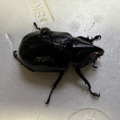 即ブリ　ネプチューンオオカブトペアの画像