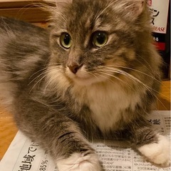 人懐っこいグレイヘアーの猫