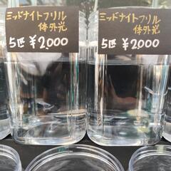 ミッドナイトフリル体外光　フロマージュ　5匹2000円