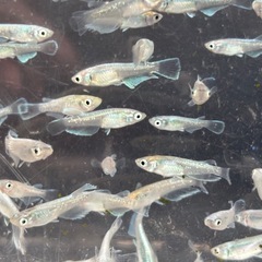 飼育終了・最終個体　８匹５００円〜　マリアージュＫＷＦメダカ　めだか　幼魚→若魚の画像