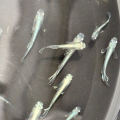 飼育終了・最終個体　８匹５００円〜　マリアージュＫＷＦメダカ　めだか　幼魚→若魚の画像