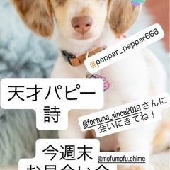 全盲ダックス子犬
