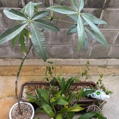 【鉢植え一式】もらってくださいの画像