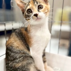 🐈かまってちゃんな❣️あんみつちゃん🐈