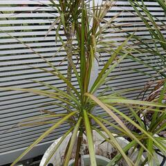 ドラセナ　観葉植物の画像