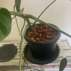 観葉植物　モンステラ　お引き取りの画像