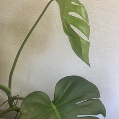 観葉植物　モンステラ　お引き取りの画像