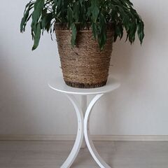 無料　白いサイドテーブルとカゴ付き観葉植物（おまけ、不要の場合はお知らせください）　の画像