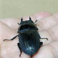 クルビデンス(ブータン・チュカ)の画像