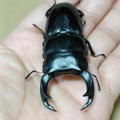クルビデンス(ブータン・チュカ)の画像