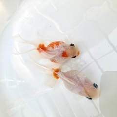 高頭パールの画像