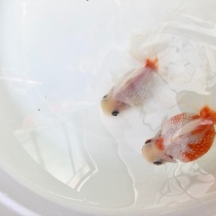 高頭パールの画像