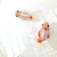 高頭パールの画像