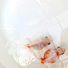 高頭パールの画像