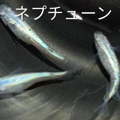 【開成町】メダカ販売　8月17日