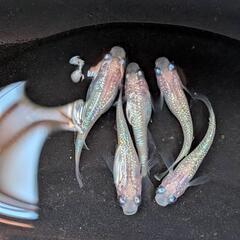 メダカ ピンクサファイア 2P＋1 ①　の画像