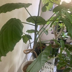 観葉植物　フィカス　ウンベラータ　お引き取りお願いの画像