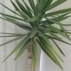 観葉植物　ユッカ(青年の木)の画像