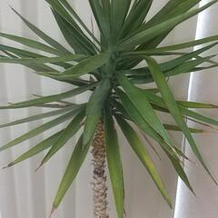 観葉植物　ユッカ(青年の木)の画像
