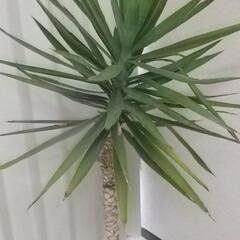観葉植物　ユッカ(青年の木)の画像
