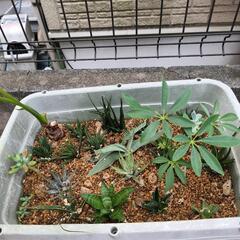 観葉植物の画像