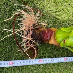 ユッカ　アロイフォリア　すぐ植えられますの画像