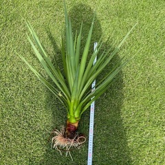 ユッカ　アロイフォリア　すぐ植えられますの画像