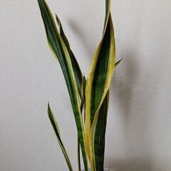 無料　観葉植物　サンスベリア　キャスター付き台付きの画像