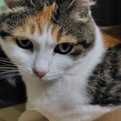癒し系女子です☆あんず