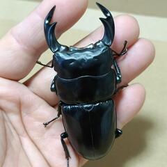 アンタエウス(ネパール・コタン)の画像