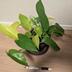 ランキングキーワードに紐づく投稿画像-観葉植物