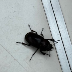クワガタ　2ペアの画像