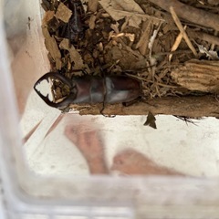 クワガタ　2ペアの画像