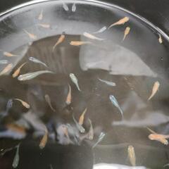 2025   05  🐟️ メダカ🐟️無料にてお譲り致しますの画像