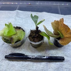 ビカクシダ🉐‼️の画像