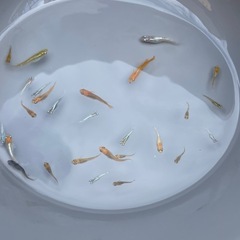 ミックスメダカの画像