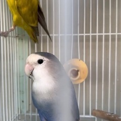 インコの里親さん募集
