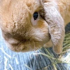 3才10ヶ月 茶色のロップイヤー