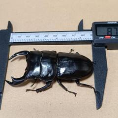 アンタエウス(ネパール・コタン)の画像
