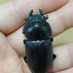 アンタエウス(ネパール・コタン)の画像