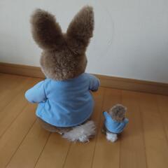 ピーターラビットぬいぐるみの画像